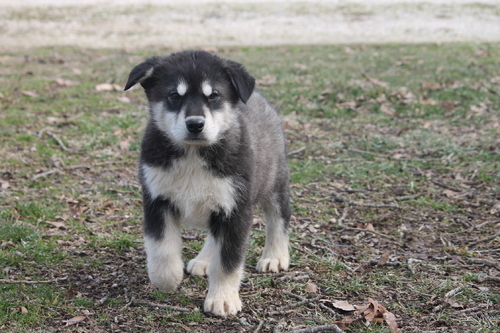 sfvgfb fwegb Beautiful KC Alaskan Malamute puppie Image eClassifieds4u