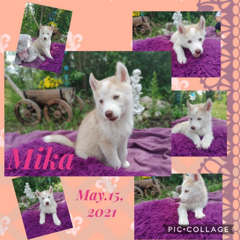 Superior Siberian Husky puppies Image eClassifieds4u