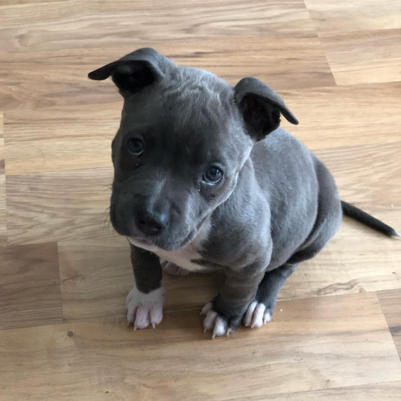 Cute lovely Male and Female American Blue Nose Pitbull Puppies for adoption Image eClassifieds4u