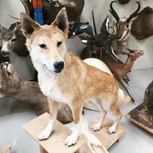 #taxidermy, the dingo that ate the baby