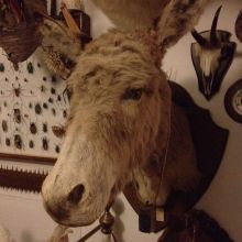 we follow the adventure of world taxidermist