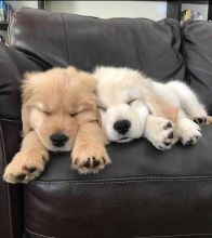Affectionate Golden Retriever Puppies
