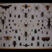 Beetles#Taxidermy#Bug,Scorpions, Spider