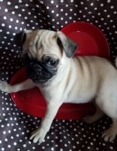 CKC Registered Fawn Pug Puppies Ready To Go For Adoption.