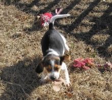 Clean and home trained Beagle puppies available