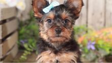 Cute Tea Cup Yorkie Puppy for Adoption