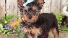 Cute Tea Cup Yorkie Puppy for Adoption