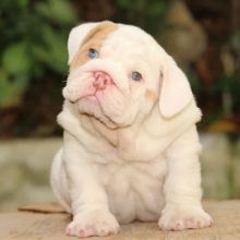 English bulldog puppies ready,Text (647) 495-0002