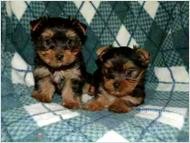 Healthy Yorkshire Terrier puppies