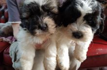 Home raised black and white ShihPoo puppies