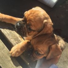 Home raised Puggle puppies