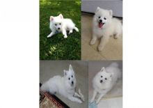 Japanese Spitz puppies for great homes