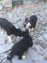 Lovely Border Collie puppies for pet lovers
