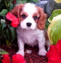 Purebred Cavalier King Charles puppies for great homes