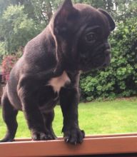 Small French Bulldog puppies