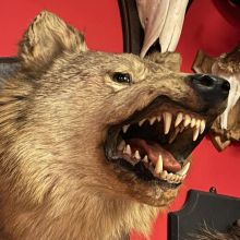 Taxidermy Meseum