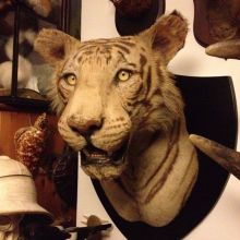 Taxidermy Meseum