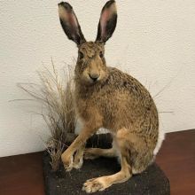 Taxidermy Meseum