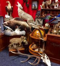 Taxidermy Meseum