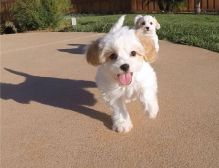 Very loving Cavachon Puppies for great homes
