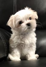 White and Purebred Maltese puppies for pet lovers