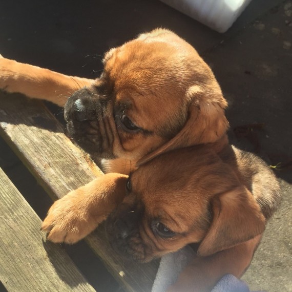 Adorable Male And Female Puggle Puppies Image eClassifieds4u