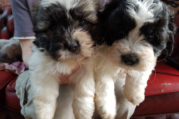 Beautiful and healthy black and white ShihPoo puppies Image eClassifieds4u