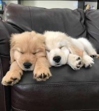 Affectionate Golden Retriever Puppies Image eClassifieds4U