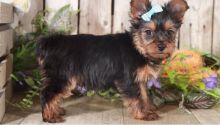 Cute Tea Cup Yorkie Puppy for Adoption Image eClassifieds4u 1