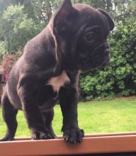 Small French Bulldog puppies Image eClassifieds4U