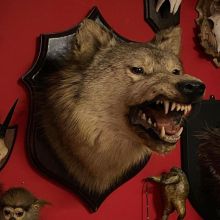 Taxidermy Meseum Image eClassifieds4u 3