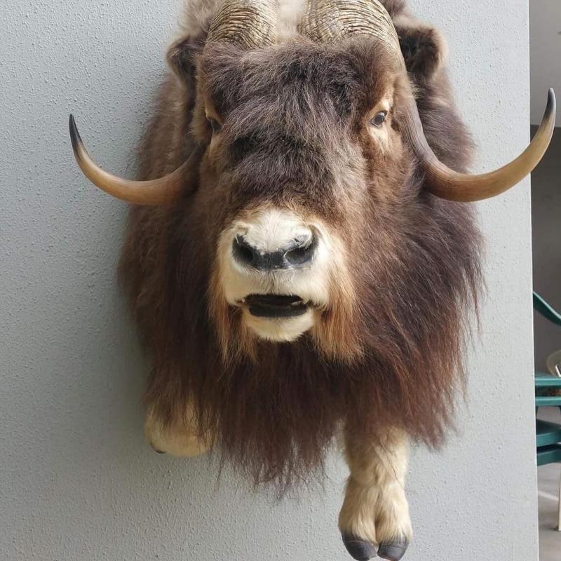 Taxidermy Meseum Image eClassifieds4u