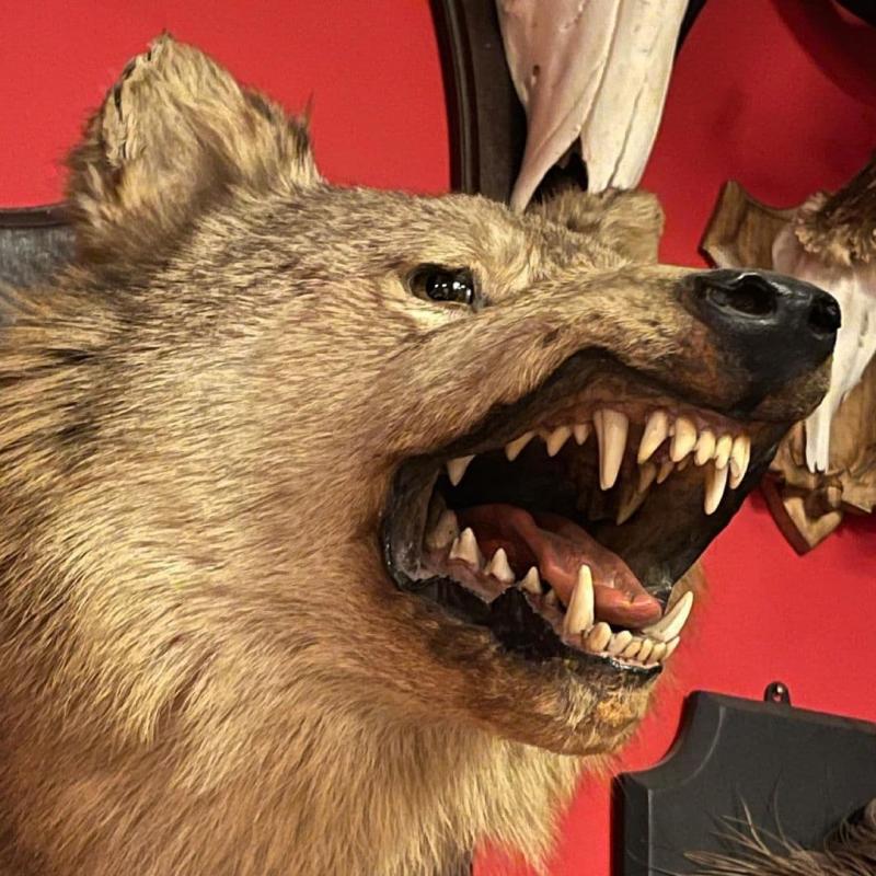 Taxidermy Meseum Image eClassifieds4u