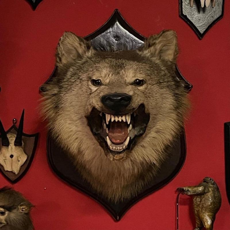 Taxidermy Meseum Image eClassifieds4u