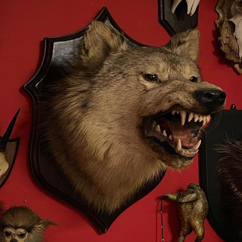 Taxidermy Meseum Image eClassifieds4u