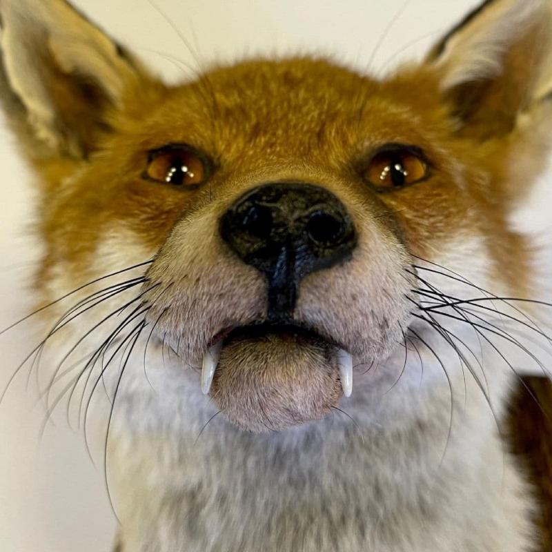 Taxidermy Meseum Image eClassifieds4u