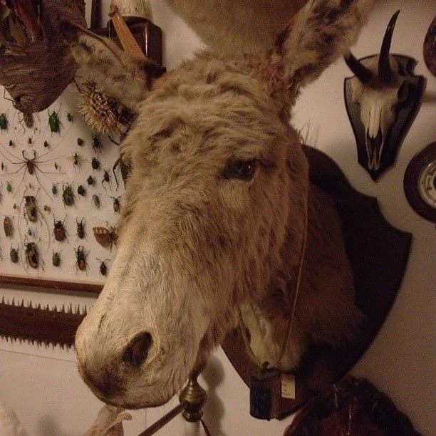 Taxidermy Meseum Image eClassifieds4u