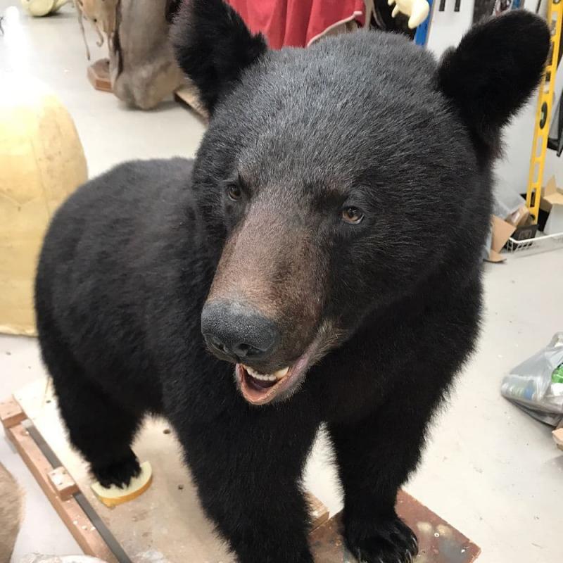 Taxidermy Meseum Image eClassifieds4u