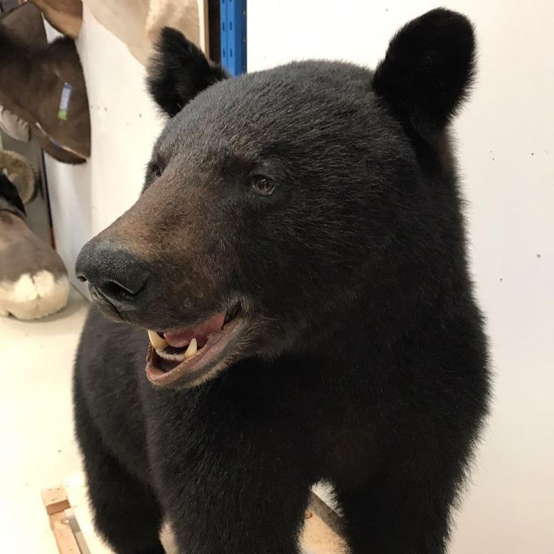 Taxidermy Meseum Image eClassifieds4u