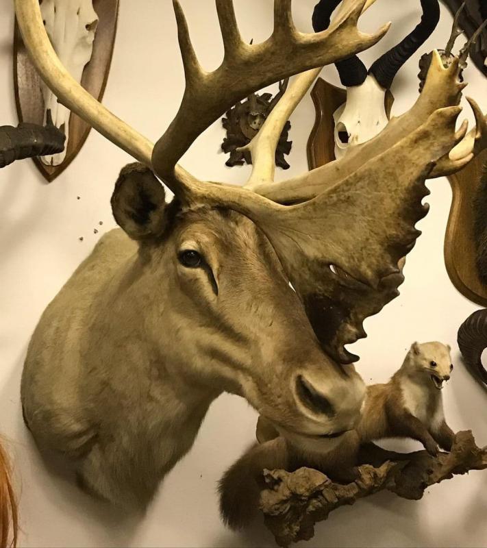 Taxidermy Meseum Image eClassifieds4u