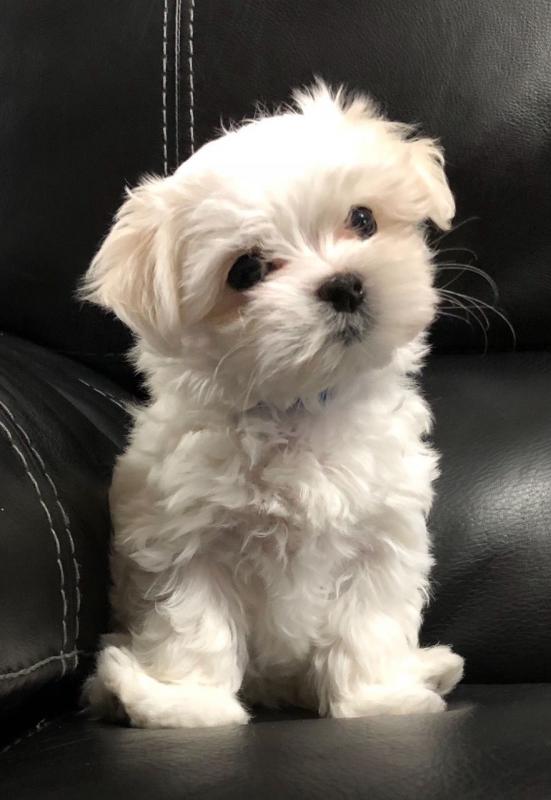 White and Purebred Maltese puppies for pet lovers Image eClassifieds4u