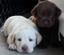 Healthy Labrador Retriever puppies to offer for free adoption.