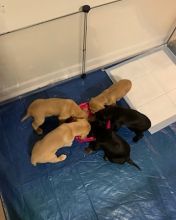 Puppies for sale