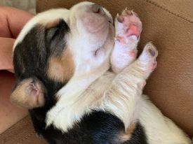 BEAGLE PUPPY FOR SALE Image eClassifieds4u