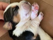 BEAGLE PUPPY FOR SALE Image eClassifieds4u 1