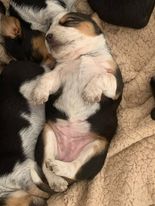 BEAGLE PUPPY FOR SALE Image eClassifieds4u 2