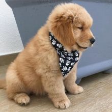 Golden retriever for adoption