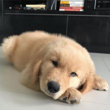 Golden retriever for adoption