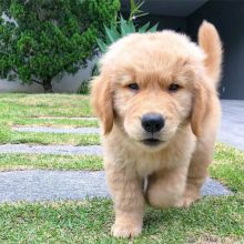 Golden retriever for adoption