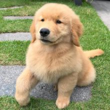 Golden retriever for adoption